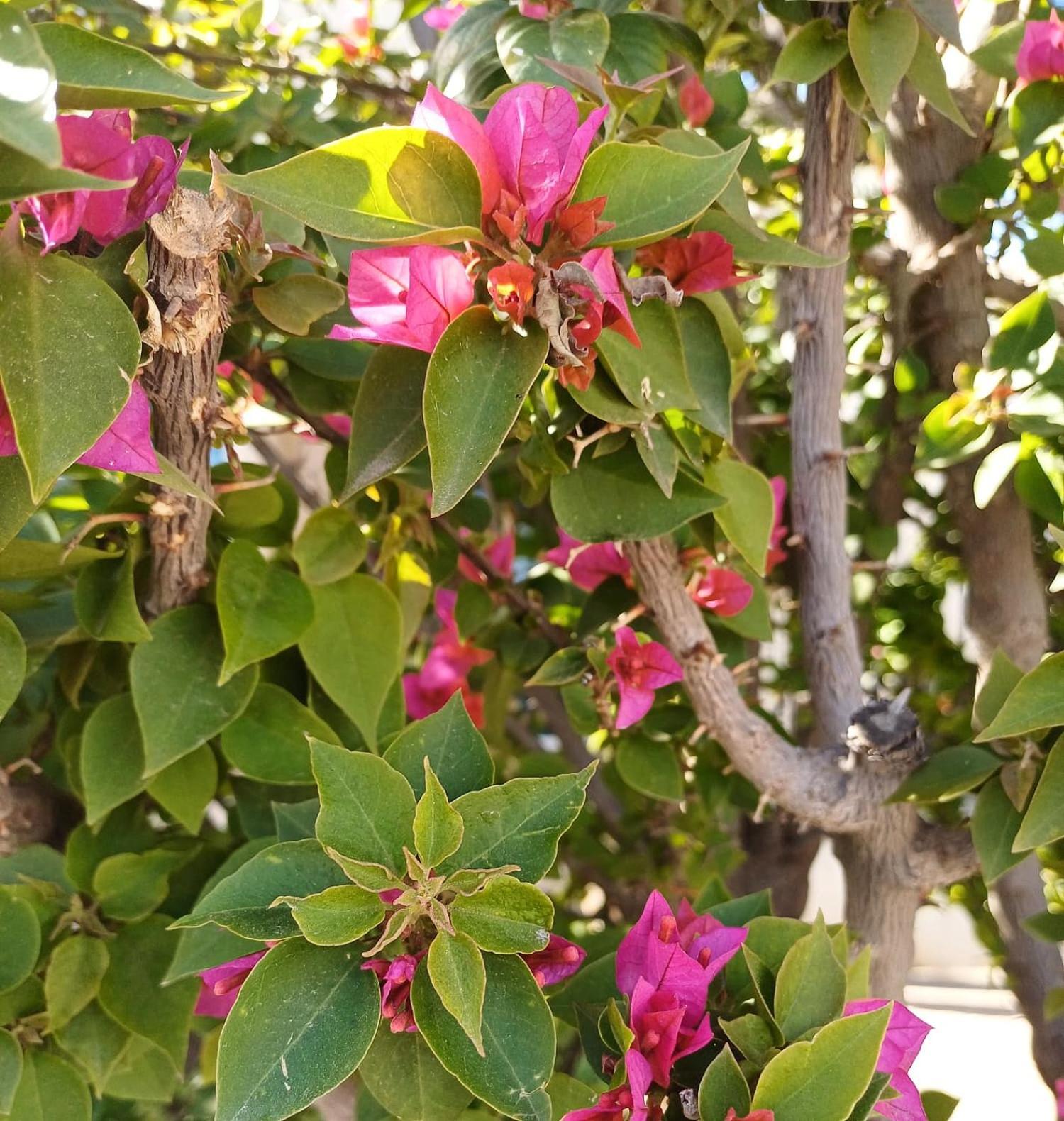 Dar El Bali Hotel Fez Bagian luar foto
